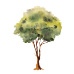 arbol